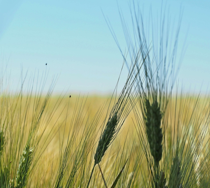 hot, crop, sky, biological, close-up, nourishing barley, plant, cereals, cereal plant, 2K, vegetarian, agriculture, barley field, farm, baked goods, barley