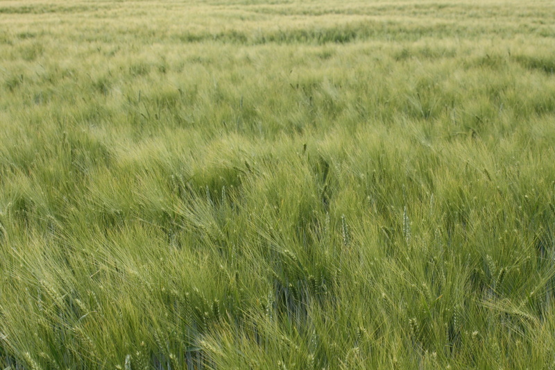 farm, environment, Awns, grass, growth, mature, tranquility, harvest, Close, plant, green color, Field, cereal plant, backgrounds, day, 4K, cornfield