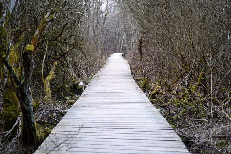 growth, plant, Away, land, woodland, day, beauty in nature, forest, scrub, no people, the way forward, Path, wild growth, tranquil scene, wild hedge, bare tree
