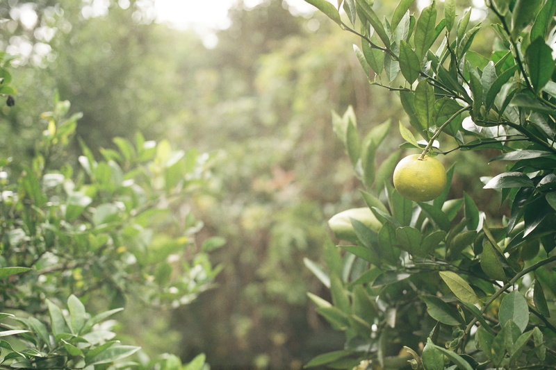 green, outdoors, organic, nature, focus on foreground, plant, close-up, fruit, fruit tree, mogi das cruzes, no people, brazil, citrus fruit, freshness