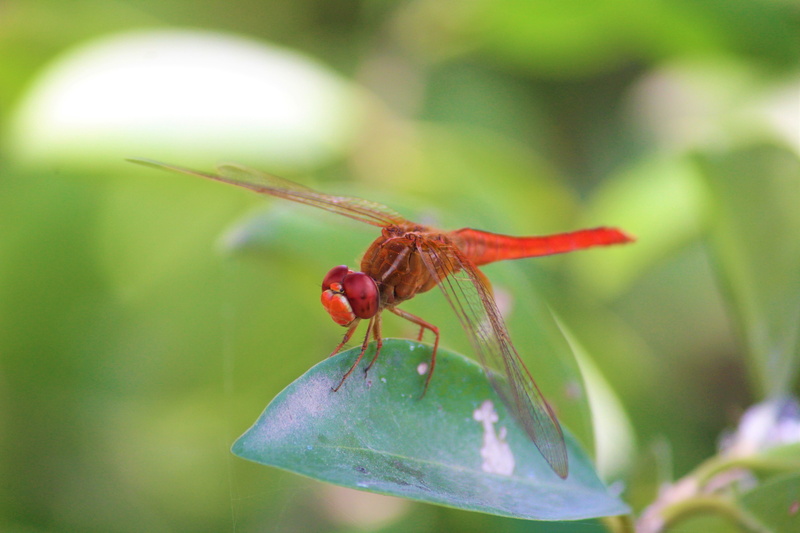 kingdom, wild, anisoptera, pollination, animals in the wild, plant, leaf, summer, invertebrate, buzz, animal wildlife, focus on foreground, green color