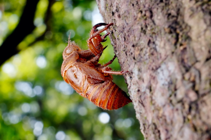 invertebrate, animal, focus on foreground, biological, animals in the wild, close-up, insect, 2K, day, chantui, tree trunk, selective focus, the cicada shell
