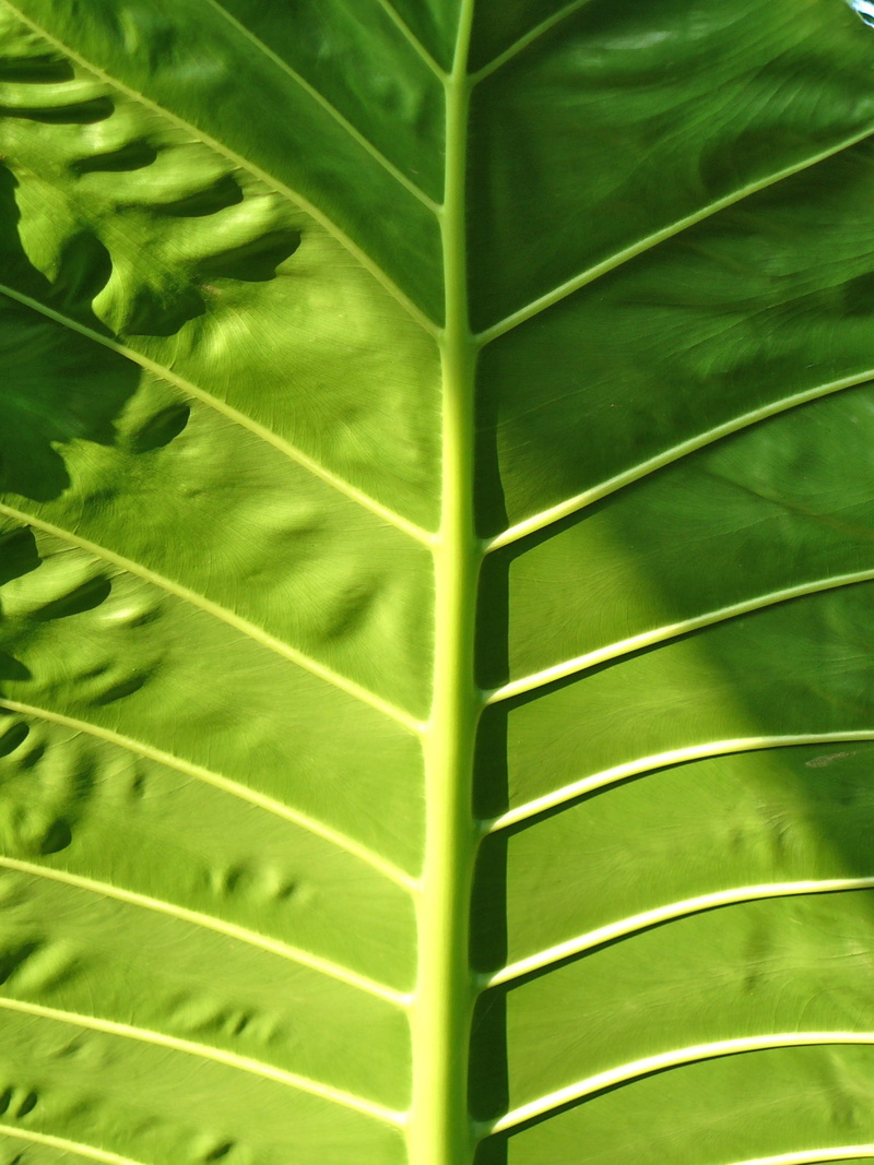 natural pattern, backgrounds, leaf, growth, full frame, biological, sheet framework, freshness, palm leaf, textured, close-up, nature, green, plant part