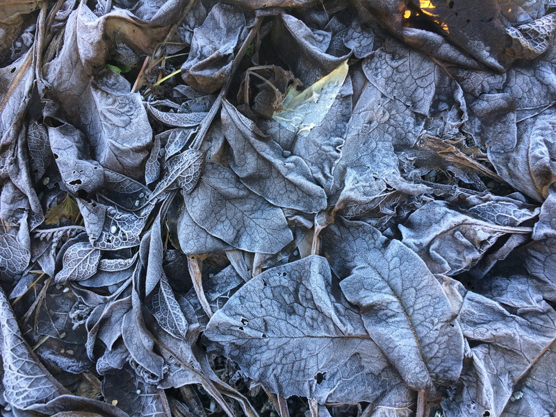 naturally, high angle view, outdoors, day, leaves, falling, autumn, undergrowth, alie, backgrounds, nature, dried, plant, cold, close-up, directly above
