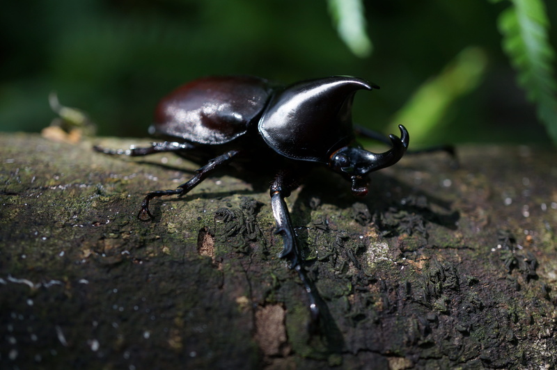 4K, selective focus, insect, biological, wood - material, full length, scarab, focus on foreground, day, close-up, nature, animal wildlife, rhinoceros beetle