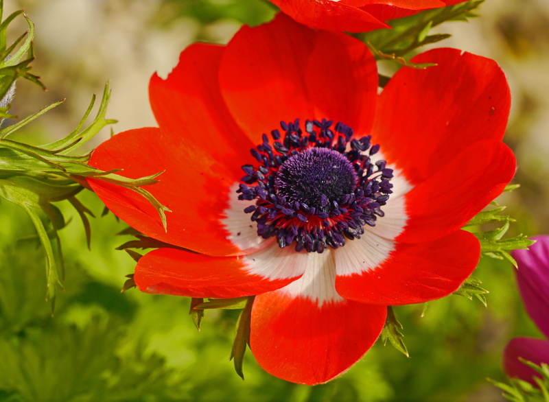 vulnerability, Bright, no people, fragility, macro, crown anemone, freshness, flower head, annemone, Red, wwu, focus on foreground, petal, datailaufnahme