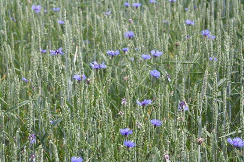 4K, meadow, petal, harvest, cultivation, flower head, flower, plant, cornflowers, growth, tranquility, selective focus, mature, outdoors, purple, field