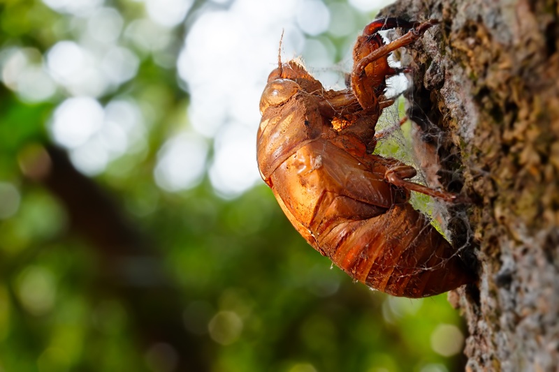 food and drink, cicada, the cicada shell, focus on foreground, food, leaves, no people, growth, tree, outdoors, close-up, nature, dry, biological, insect