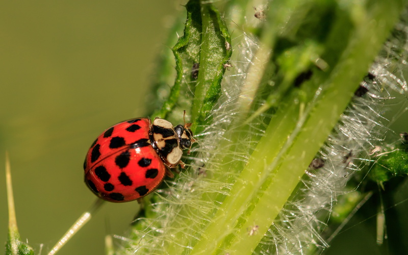 a lot of colored, close-up, harmonia axyridis, green, coccinellidae, animals in the wild, 5K, focus on foreground, animal themes, hairy, asian ladybug