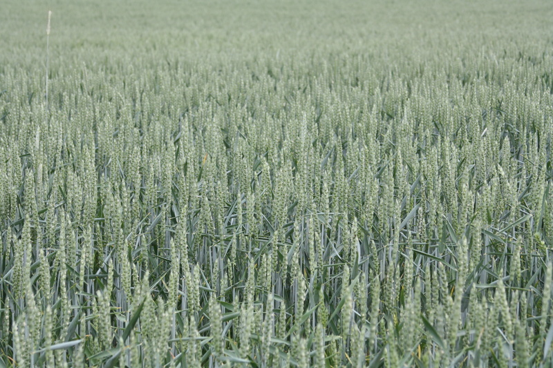 4K, harvest, plantation, outdoors, environment, wheat field, nature, green, landscape, tranquility, mature, wheat, cornfield, meadow, summer, field, day