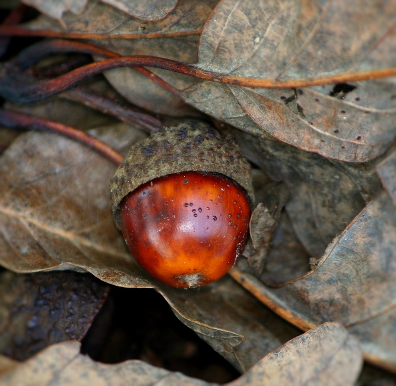 flora, leaf, seed, close-up, food, plant part, acorn, oak, foliage, ecology, outdoors, outdoor, biological, focus on foreground, nature, natural, environment