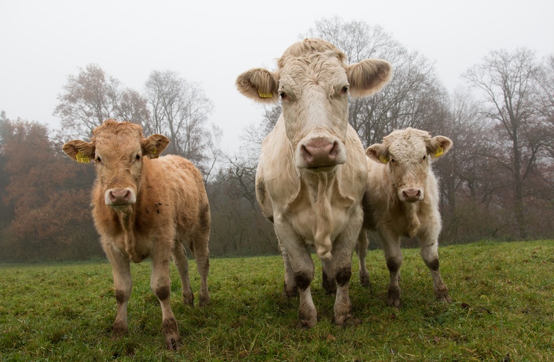 vertebrate, domestic animals, cattle, rural Scene, no people, meadow, dairy cows, organic farming, land, field, beige, 5K, outdoors, biological, cow, livestock