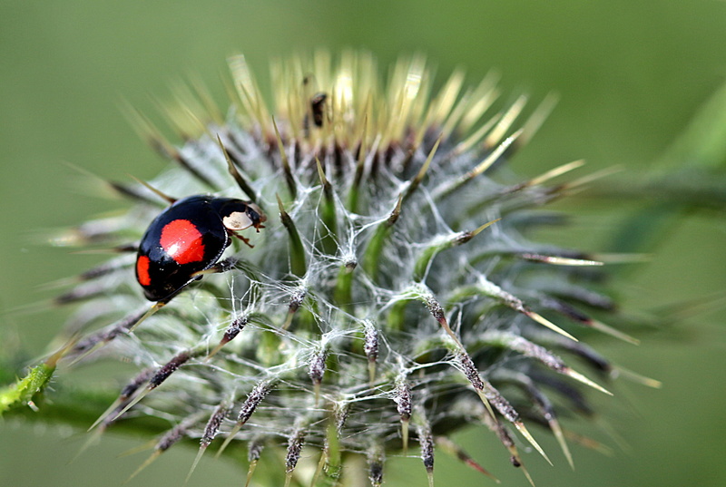 coccinellidae, green, close-up, no people, red, red dots, beetle, lucky charm, 2K, harmonia axyridis, asian ladybug, ladybug, selective focus, photography