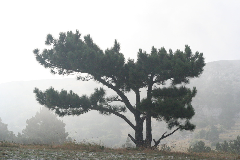 fog, water, tranquility, crimea, tree, environment, day, no people, scenics - nature, summer, beauty in nature, landscape, height, ai-petri, plant, sky