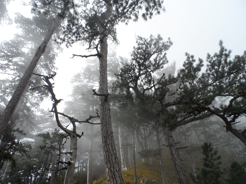 scenics - nature, plant, fog, sky, growth, tranquil scene, tree trunk, outdoors, trunk, day, crimea, pine, branch, woodland, non-urban scene, tranquility