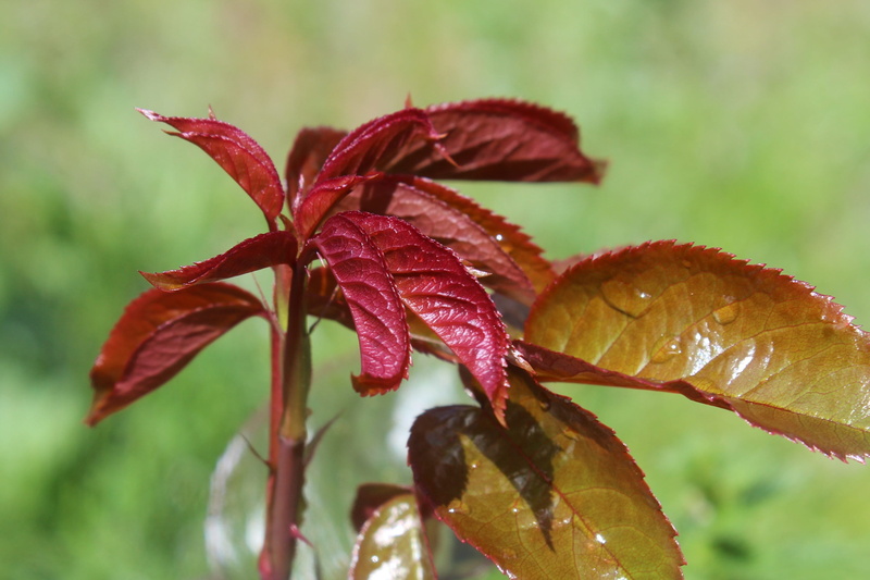 2K, fragility, growth, focus on foreground, leaf, plant, wet, red, no people, beauty in nature, flower, outbreak, raindrop, dew, rosebush, close-up, rain