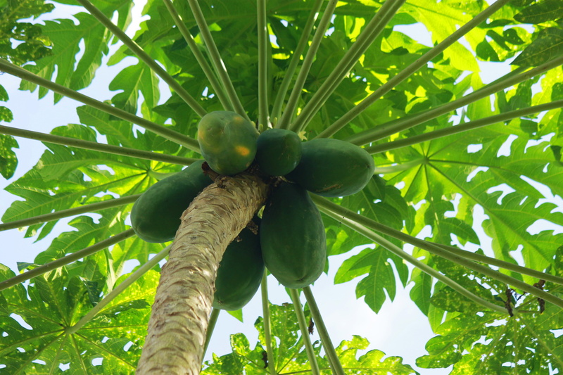 nature, tree, palm leaf, outbreak, branch, freshness, 4K, fruit, low angle view, leaves, animal themes, outdoors, healthy eating, green color, green fruit