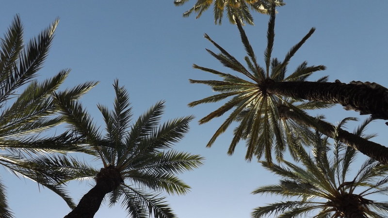 landscape, growth, tranquility, nature, tropical tree, beauty in nature, directly below, summer, 2K, leaf, day, sky, outbreak, tall - high, palm leaf
