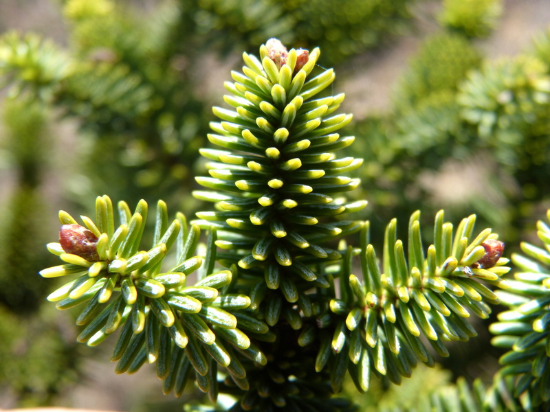 christmas, spiky, branch, beauty in nature, fruit, close-up, focus on foreground, fir, sunlight, 4K, selective focus, pine Tree, evergreen Tree, plant