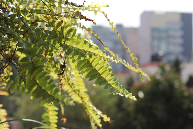 balcony, tree, selective focus, food, sunlight, no people, summer, day, nature plant, building exterior, spring, garden, freshness, beauty in nature, city