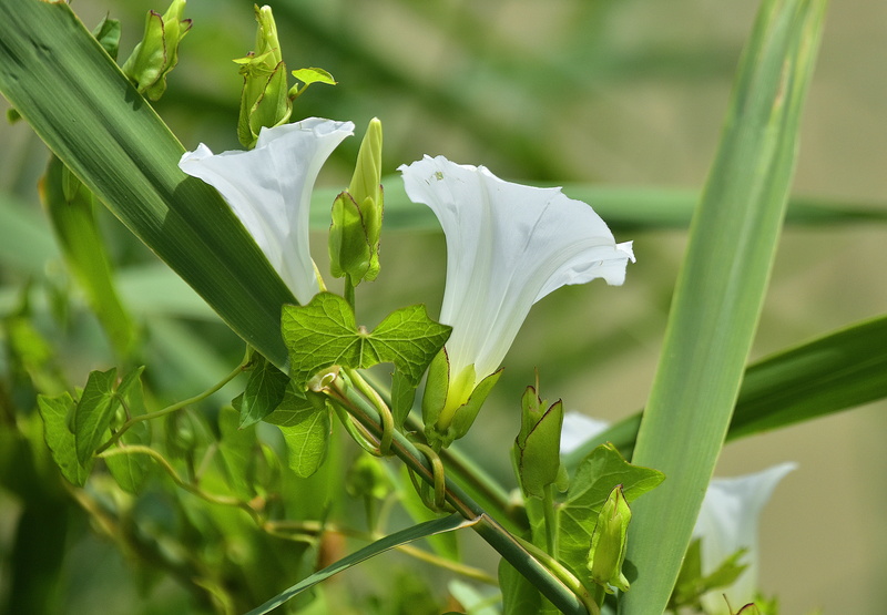 flower, growth, beauty in nature, focus on foreground, no people, close-up, leaf, flower head, flowering plant, outbreak, 5K, petal, nature, natural, day