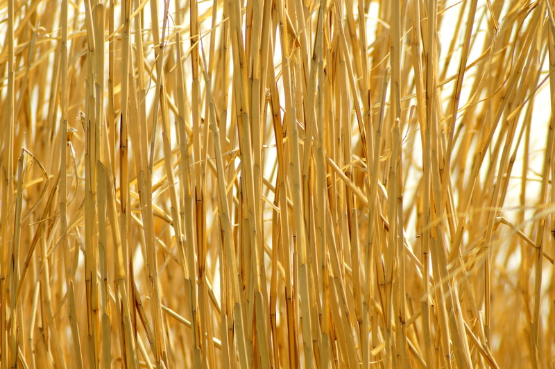 full frame, pattern, plant, field, landscape, straw, agriculture, cereal plant, beauty in nature, structure, backgrounds, crop residues, stalk, golden