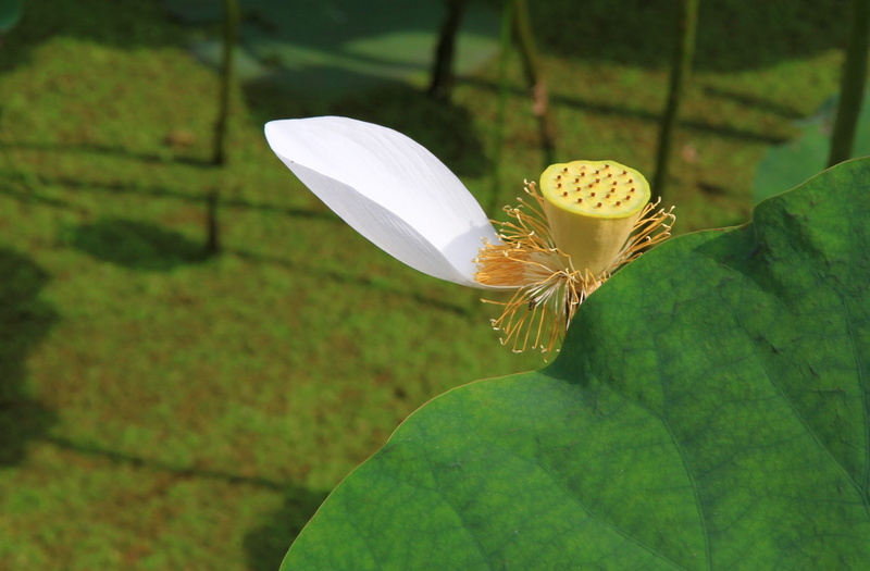 leaf, day, vulnerability, nature, outdoors, growth, green color, focus on foreground, flower, aquatic, fragility, lotus water lily, pond, pollen, inflorescence