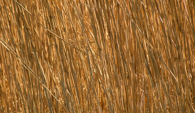 crop residues, decor, 4K, bio, day, background pattern, cereal plant, straw, land, plant, landscape, background, grass, field, brown, close-up, no people