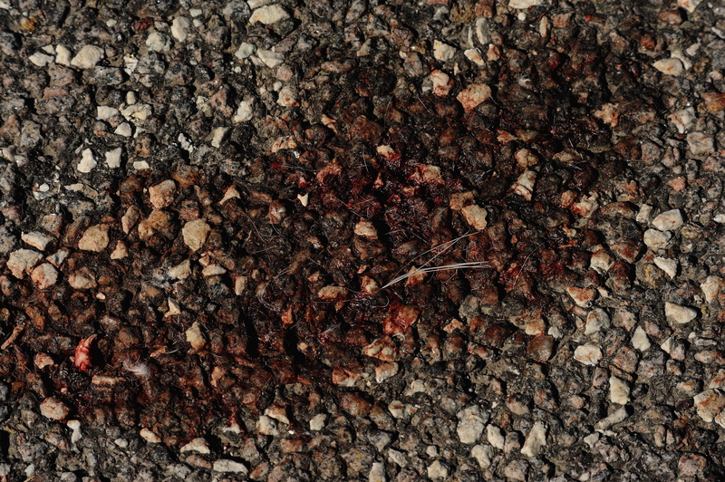 land, day, traffic-accident, full frame, bark, blood, field, directly above, outdoors, backgrounds, 4K, close-up, plant, nature, textured, death, cats-residues