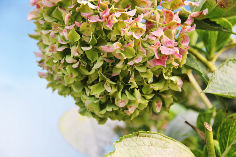 petal, green color, leaf, focus on foreground, flowering plant, bunch of flowers, flower head, beauty in nature, nature, close-up, no people, green, hydrangea