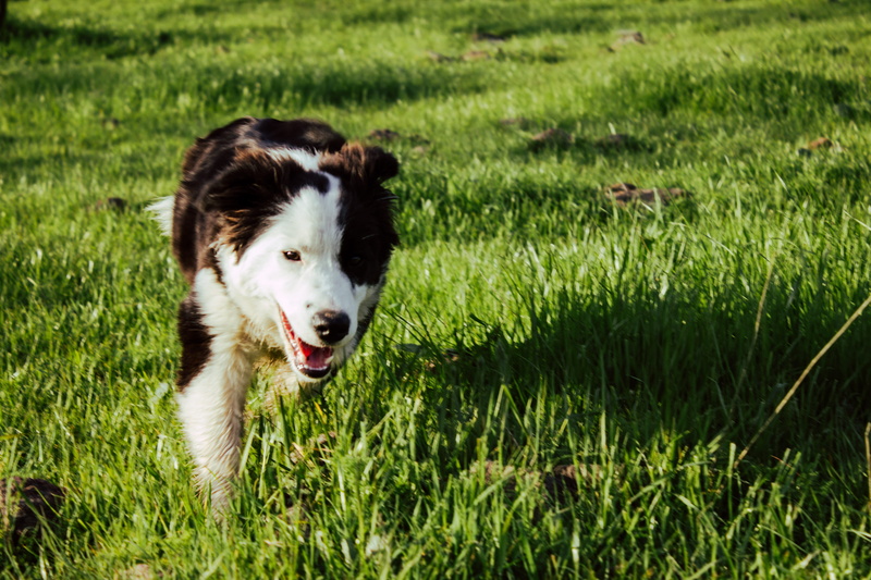 pets, run, animal, border collie, growth, plant, animal themes, colie, vertebrate, one animal, mouth open, green, mammal, field, domestic animals, domestic