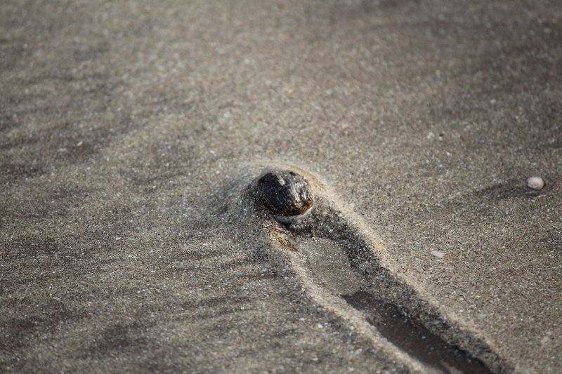 animal, close-up, high angle view, nagaon beach, anmol, kerketta, home, shell, mound, backgrounds, no people, pattern, beach, animal themes, residue, outdoors