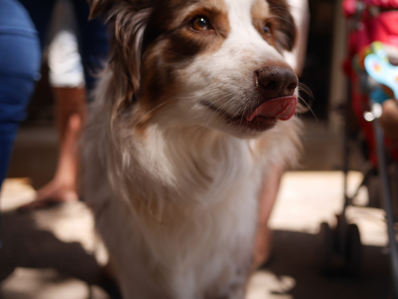 4K, canine, animal mouth, focus on foreground, animal body part, close-up, one animal, Lick, animal head, Dog, no people, animal, Yummy, selective focus