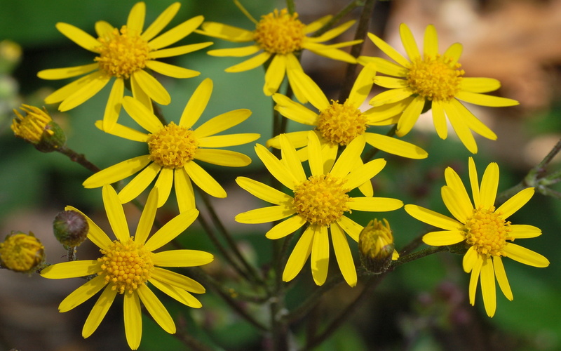 senecio, ragwort, golden, flowers, aureus, 2K