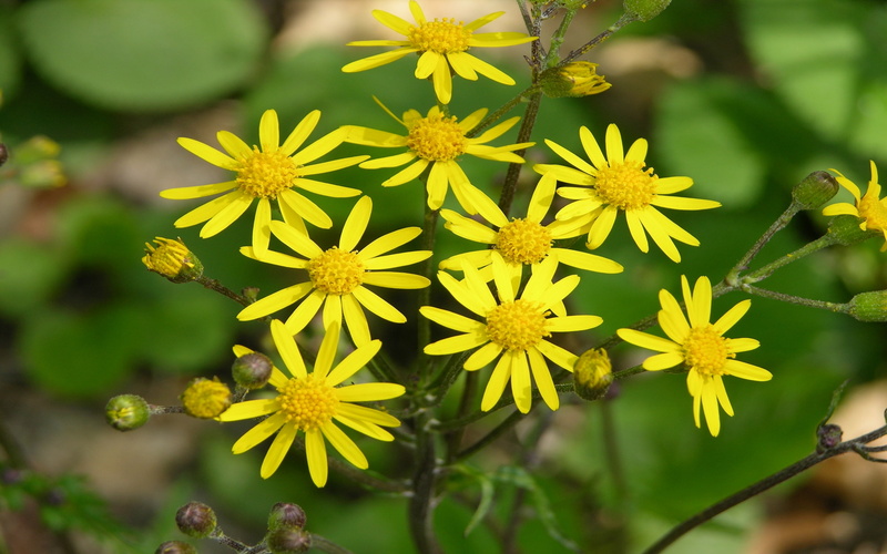 golden, senecio, 2K, ragwort, flower, aureus, bunch