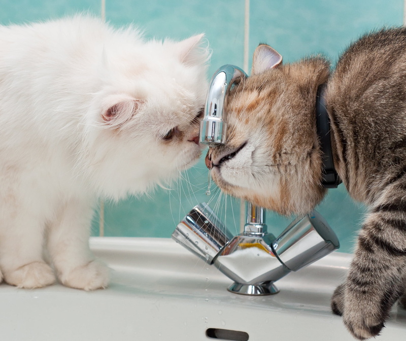 water, pets, white, looking, one Animal, kitten, small, animal, beautiful, whisker, domestic, domestic Animals, fur, fluffy, togetherness, young Animal