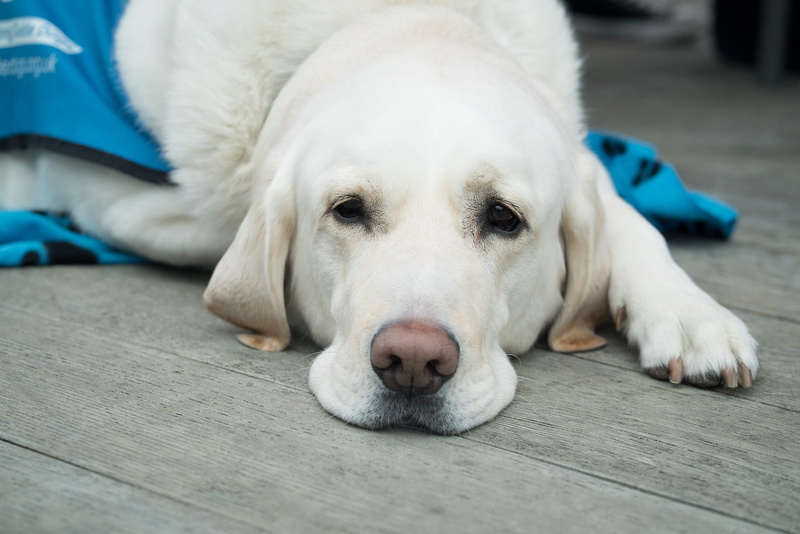 one animal, canine, pets, mammal, dog nose, looking at camera, pupper, friend, animal head, lying down, animal themes, pet, domestic, lab, doggo, cute