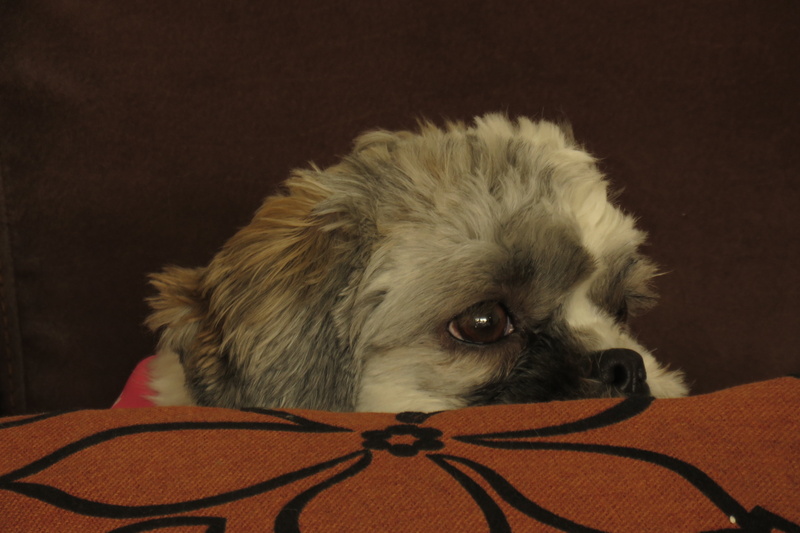 animal themes, dog, mammals, animal head, puppy, animal eye, relaxation, profile dog, shih tzu, mammal, close-up, happy, indoors, vertebrate, veterinary