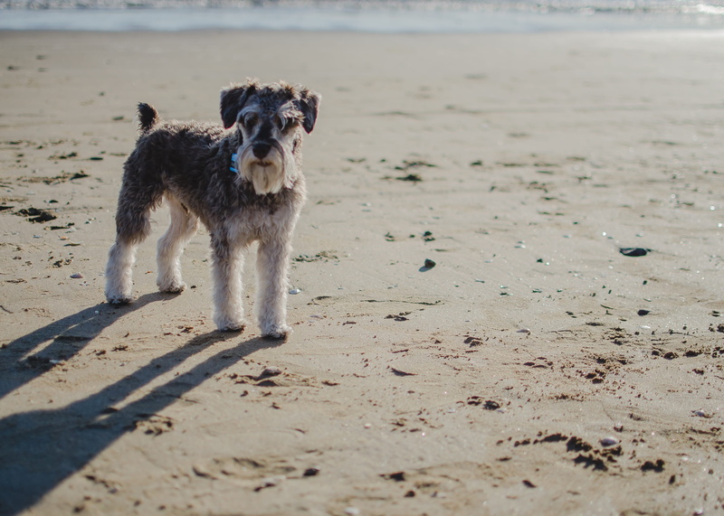 sand beach, holiday, body of water, dog in the sand, one animal, sun, domestic animals, canine, animal themes, animal, mammal, pets, schnauzer in the sand