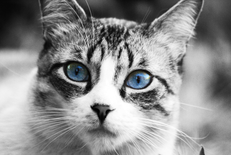 cat nose, domestic cat, whisker, vertebrate, russian, pet, cat face, 4K, portrait, friend, animal, tabby, body part, animal body part, animals, animal eye