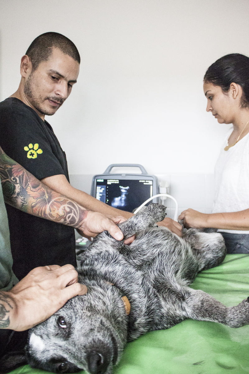 real people, 4K, two people, domestic, people, trust, young adult, mature men, veterinary medicine, mammal, dog, medicine, domestic animals, Pets, pet owner