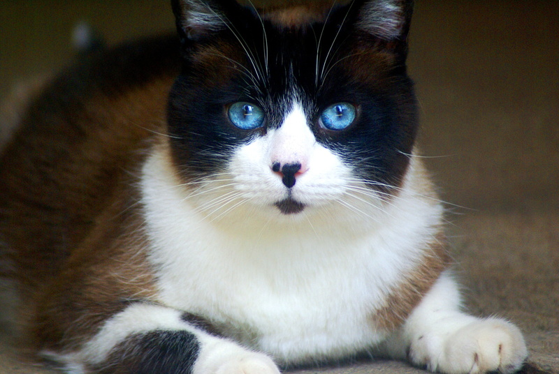 domestic, one animal, animals, eye, relaxation, Veterinary, domestic cat, Pet, portrait, vertebrate, eyes, Cat, Siamese, animal themes, looking at camera