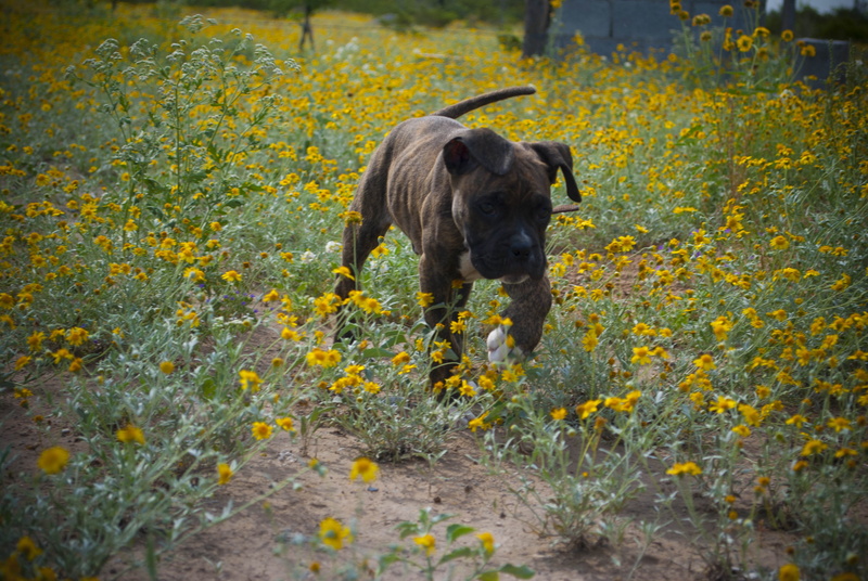 pets, flowering plant, yellow, canine, Pet, 4K, happy, animal themes, domestic, plant, field, domestic animals, animal, Dog, fun, Owner, land, flower