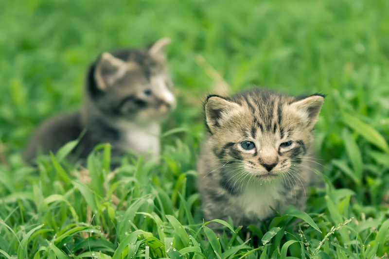 domestic animals, tabby, domestic, lovely, portrait, 1080P, field, sweet, pets, kitten, domestic cat, home, whisker, gaze, garden, mammal, cute, small