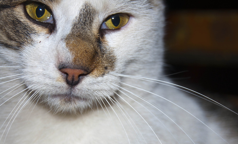 looking at camera, animal body part, domestic animals, domestic cat, animal, fluffy, close-up, animal head, domestic, cute, cat, fun, snout, young, veterinary