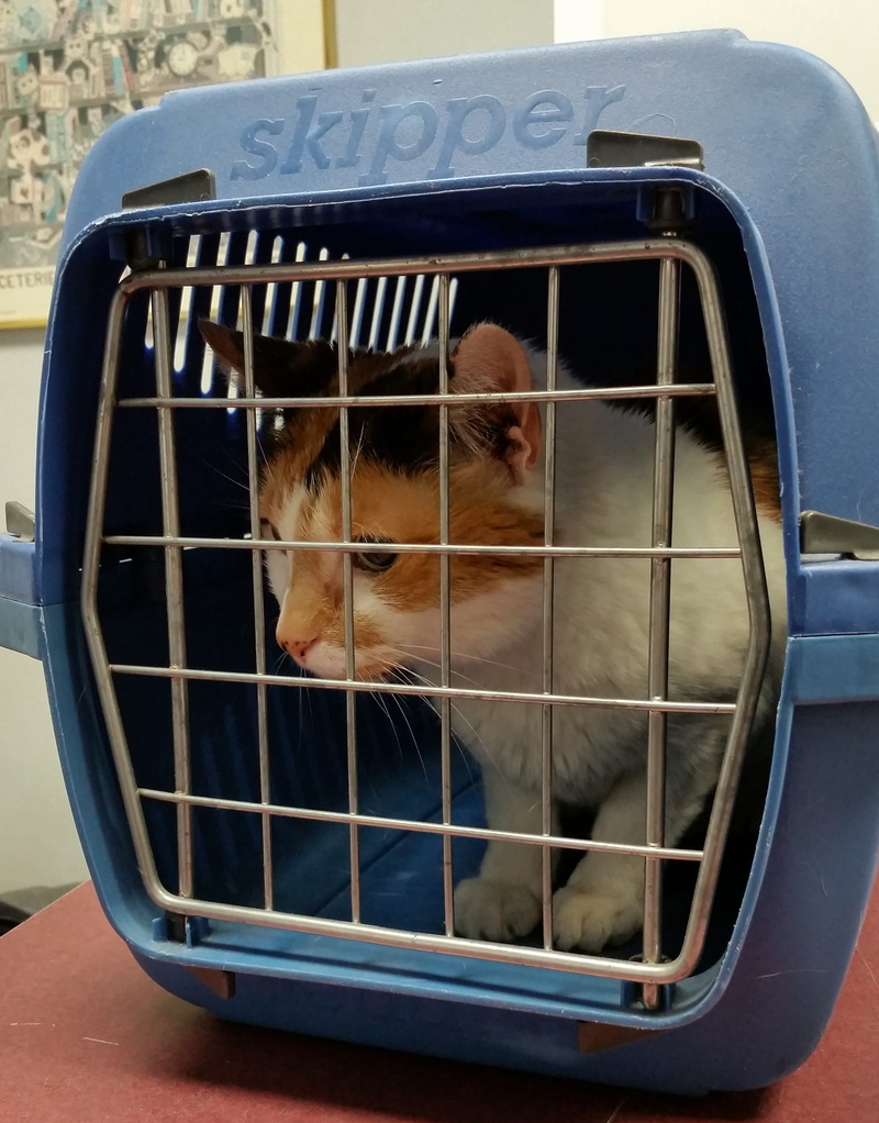 mode of transportation, inside, vertebrate, domestic, Cat, indoors, 2K, Pet, close-up, motor vehicle, land vehicle, day, animal wildlife, blue, skipper
