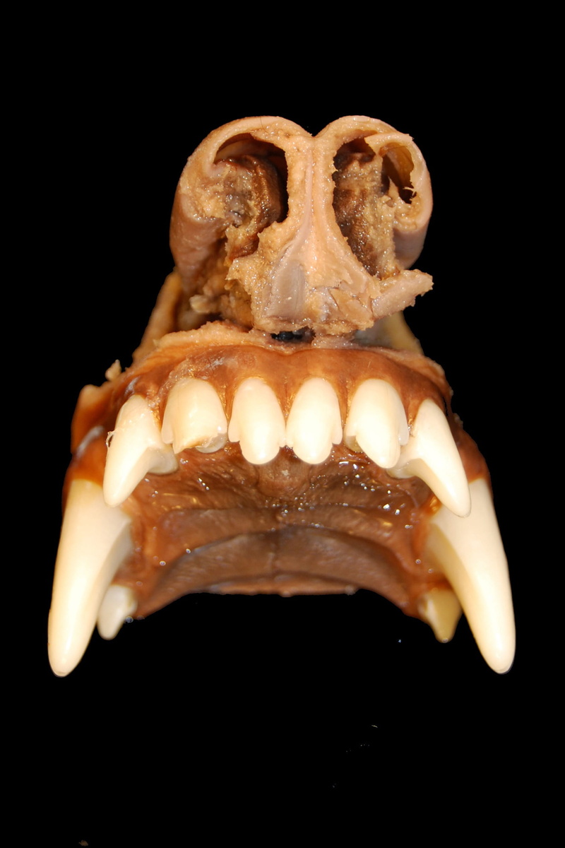 food and drink, biology, cut out, cartilage, single object, human skeleton, 1080P, science, palate, indoors, still life, food, skull, tooth, animal themes