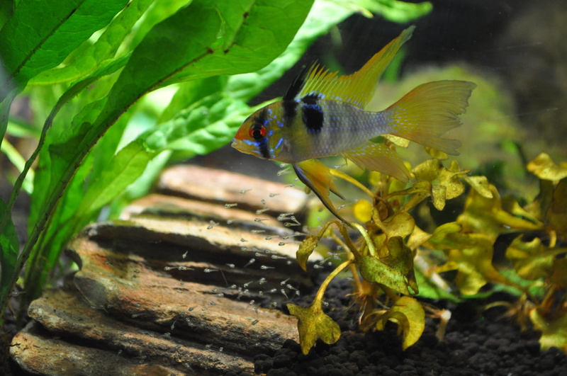 leaf, water, green color, marine, aquarium, no people, growth, breeding, outdoors, vertebrate, invertebrate, american cichlid, animals in the wild, close-up