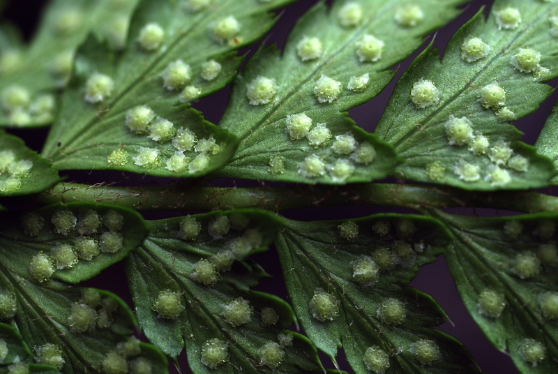 organic, food and drink, pattern, green Color, Spore, full frame, drop, vegetable, Plant, Fern, food, wet, asexual reproduction, Macro, 4K, beauty in nature