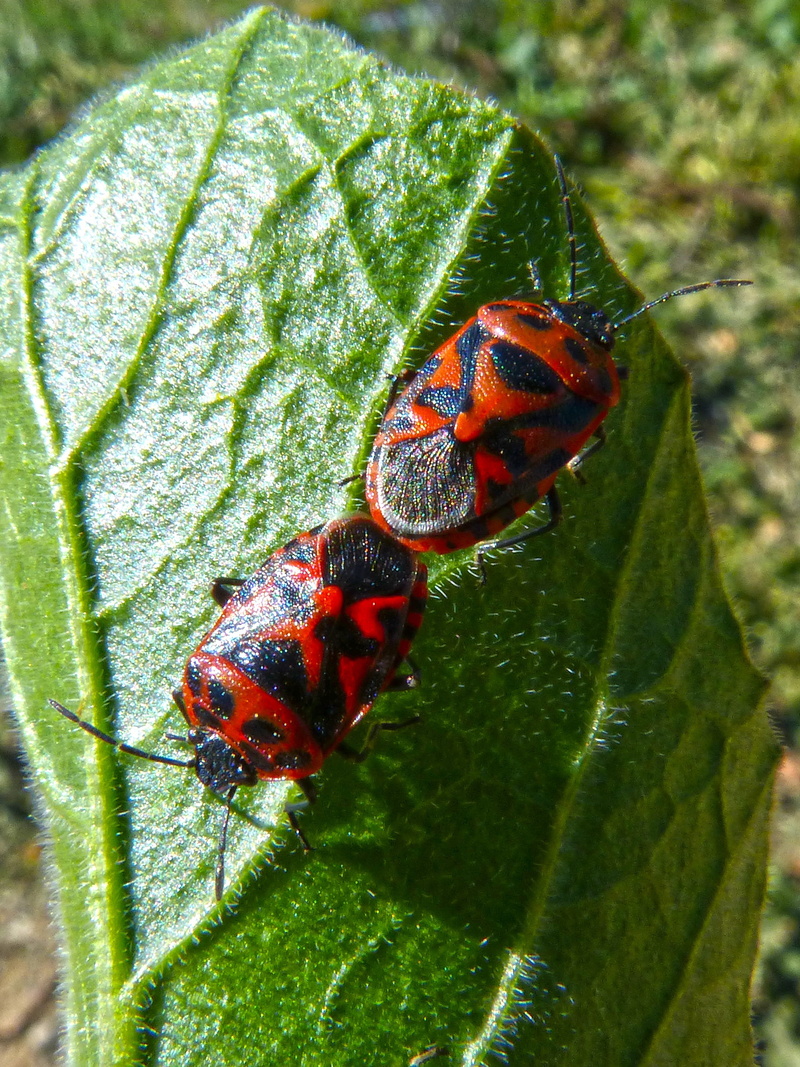 ladybug, 2K, nature, mating, animals in the wild, animal themes, copulation, beetle, plant, orange beetle, close-up, red, reproduction, eurydema ornata